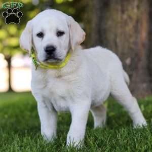 Bobby, Yellow Labrador Retriever Puppy